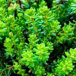 Empetrum nigrum Hoja