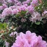 Rhododendron vernicosum Квітка