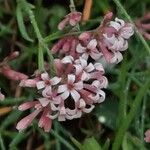 Asperula cynanchica Квітка