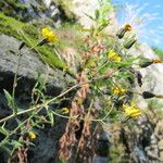 Hieracium inuloides Habitat