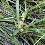 Sparganium emersum Fula