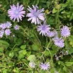 Lactuca macrophylla Fleur