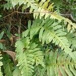 Polypodium interjectum ഇല