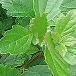 Viburnum foetidum Leaf