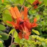 Ruttya fruticosa Квітка