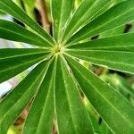 Lupinus polyphyllus Feuille