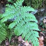 Dryopteris aemula List