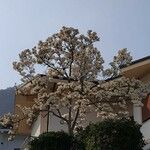 Tabebuia roseoalba Yaprak