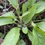 Symphytum caucasicum Folha