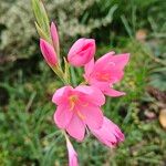 Hesperantha coccinea Flower