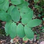 Polygonatum pubescens Leaf