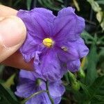 Solanum nudum Flower