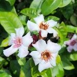 Strophanthus gratus Flower