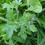 Verbena bracteata Blatt