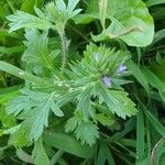 Verbena bracteata 叶