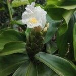 Costus guanaiensis Цветок