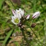 Nothoscordum gracile 花