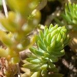 Petrosedum montanum Hostoa