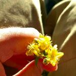 Hypericum maculatum Flor
