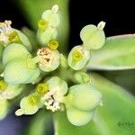 Euphorbia heterophyllaFlor