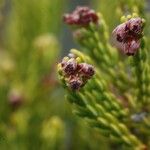 Erica reunionensis Floare