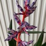 Aechmea fendleriÕis