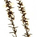 Anarrhinum bellidifolium പുഷ്പം