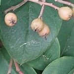 Cotoneaster meiophyllus Fruto
