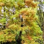 Taxodium distichumLeaf