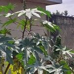 Jatropha × ceballosii