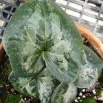 Asarum maximum পাতা