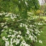 Cornus kousa Hábitos