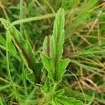 Monsonia longipes Leaf