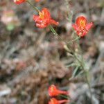 Delphinium cardinale Hábito