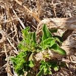 Barleria delamerei 葉