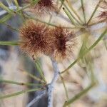 Calligonum polygonoides Fruit