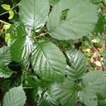 Rubus albiflorus Leaf