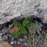 Lepidium didymum 葉