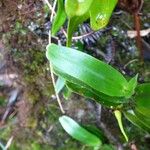 Angraecum corrugatum Leaf
