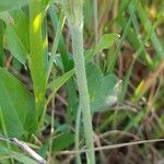 Trifolium incarnatum Kabuk