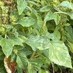 Amaranthus powellii পাতা