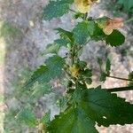 Scrophularia trifoliata Fleur