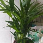Howea forsteriana Hoja