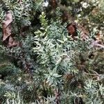 Juniperus drupacea Deilen