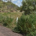 Crotalaria goreensis Buveinė