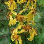 Ligularia sibirica Flower