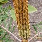 Banksia vincentia Flower