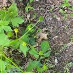 Ranunculus recurvatus Leaf