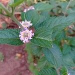 Lippia alba 花