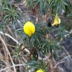 Ononis angustissima 花